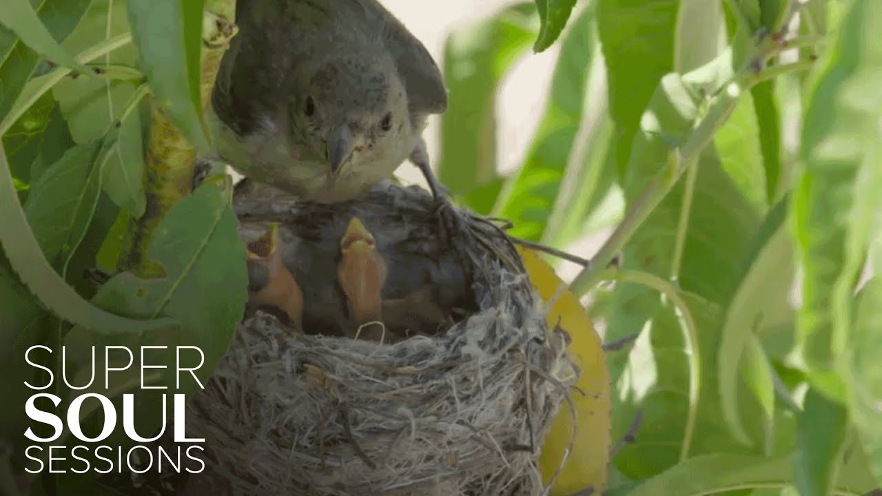 Baby Birds Nesting | SuperSoul Sessions | Oprah Winfrey Network