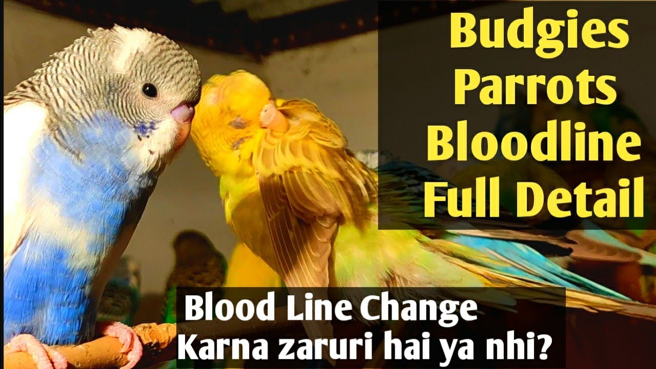 Budgies Parrots Bloodline Change Karni Zaruri To Nhi Youtube