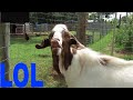 Goats making Funny  faces  - Funny  Goat Compilation