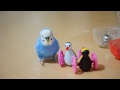 『態度が違いすぎるインコ』セキセイインコのサクちゃん