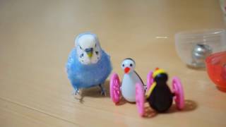 『態度が違いすぎるインコ』セキセイインコのサクちゃん