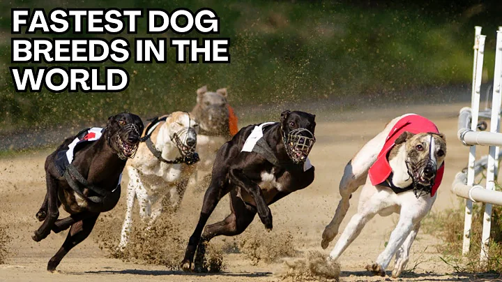 Top 10 Fastest Dogs in the World 🐕 | Speedy Canines Unleashed!
