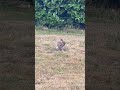 After The Mating Session After The Mating Session