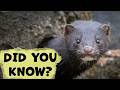 American Mink: Everything You Need To Know!