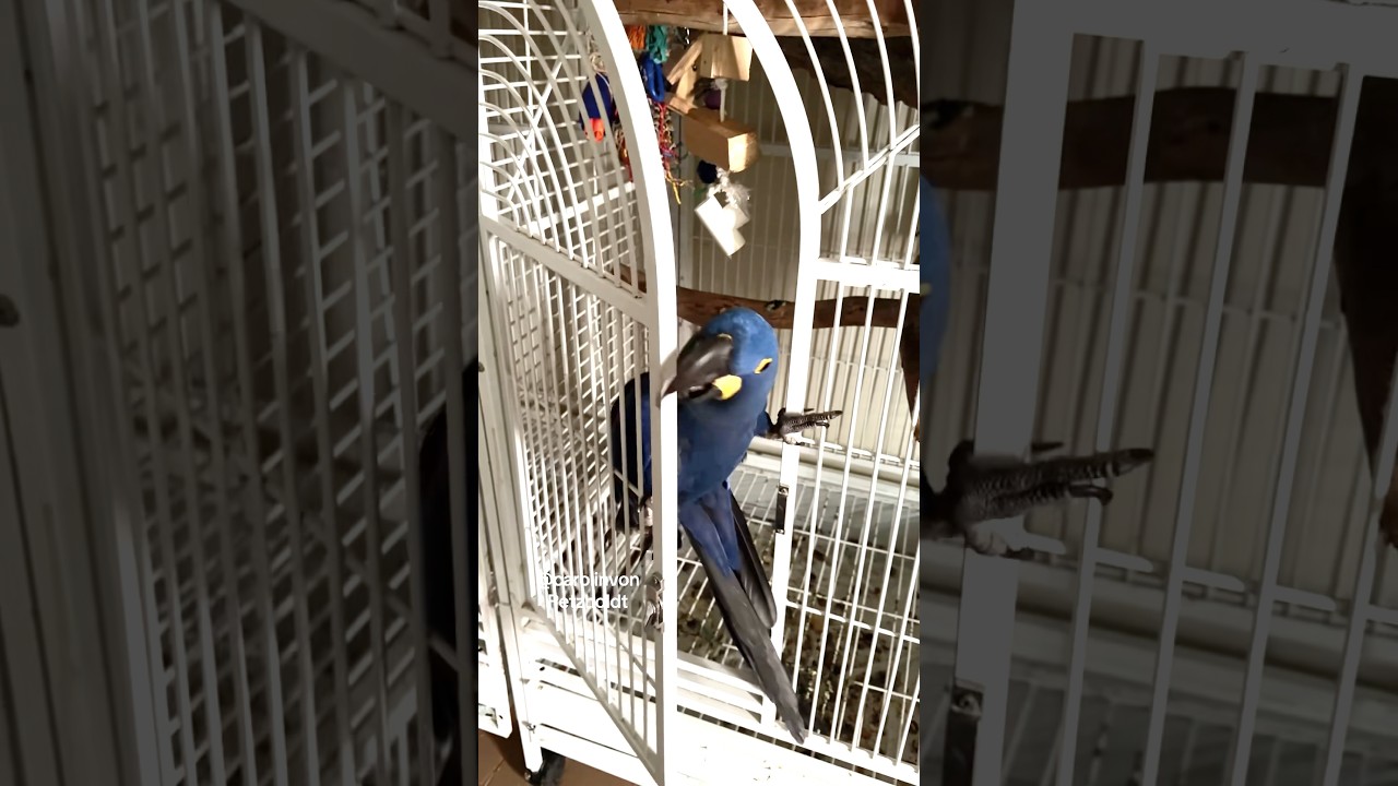Watch how this gorgeous Hyacinth Macaw breaks out of his cage!