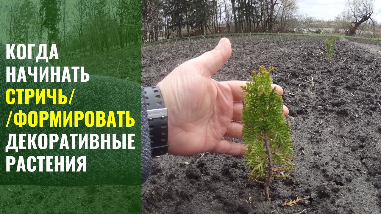 Когда начинать стричь // формировать декоративные растения.