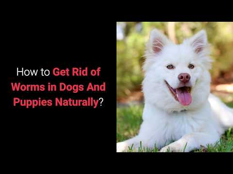 How to Get Rid of Worms in Dogs And Puppies Naturally?