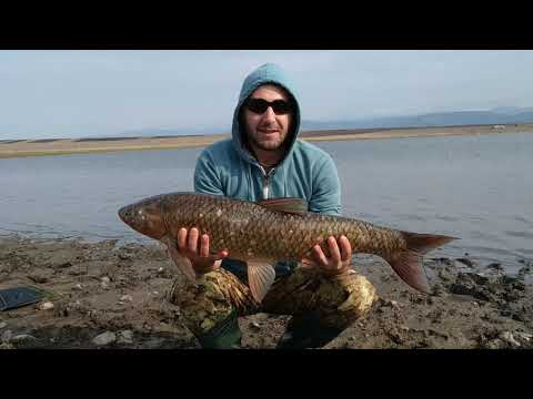 7.5 კგ თეთრი ამური. თევზაობა ნადარბაზევის ტბაზე