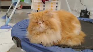 Are Persian cats cute? #catlover #shorts #pets