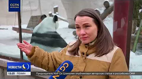 Панды Жуи и Диндин - самые популярные обитатели Московского зоопарка
