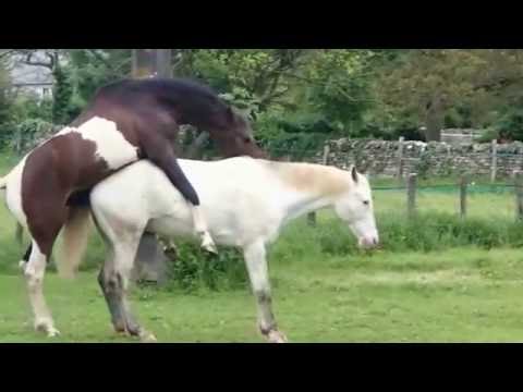 Fully Natural Horse mating human intervention Full HD