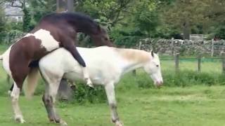 Fully Natural Horse mating human intervention Full HD