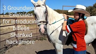Going Bitless - 3 Groundwork exercises to get a horse used to a hackamore