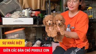 Sự Khác Biệt Giữa Các Đàn Chó Poodle Con - Phương Cún TV by Phương Cún TV 375 views 7 months ago 2 minutes, 46 seconds