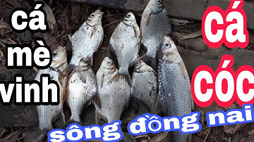 #16 Câu Cá Mè Vinh - Cá Cóc Sông Đồng Nai - Lên Toàn Cá Bự // Cần Câu và Con Sóng - Fishing River