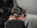 Furbat the sugar glider flies to mommy!
