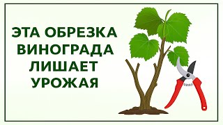 видео: ❗Даже не ДУМАЙ ОБРЕЗАТЬ ВИНОГРАД сразу после сбора урожая? Когда правильно обрезать виноград осенью! картинка: ❗Даже не ДУМАЙ ОБРЕЗАТЬ ВИНОГРАД сразу после сбора урожая? Когда правильно обрезать виноград осенью!