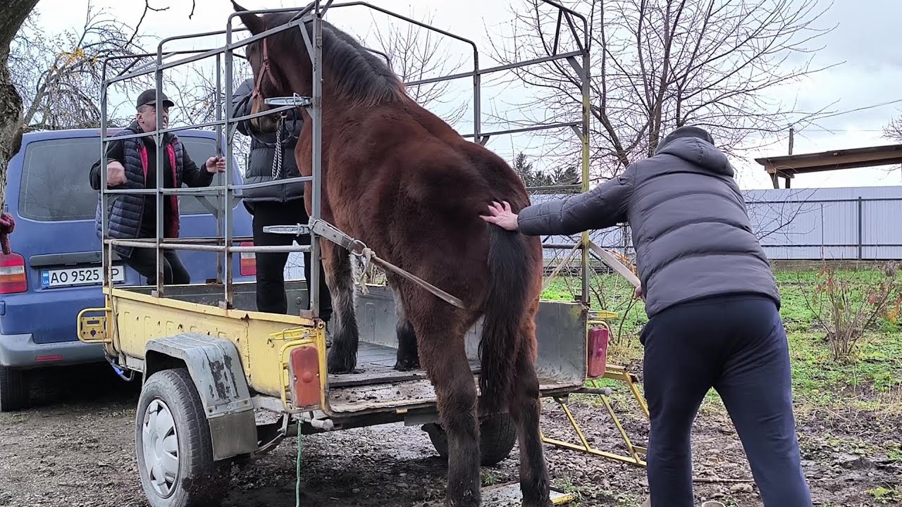 ГАРМОНІЯ ПЕРЕЇХАЛА ДО НОВИХ ГОСПОДАРІВ/ЗАЛИШИЛИСЯ З ДВОМА ЖЕРЕБЦЯМИ 