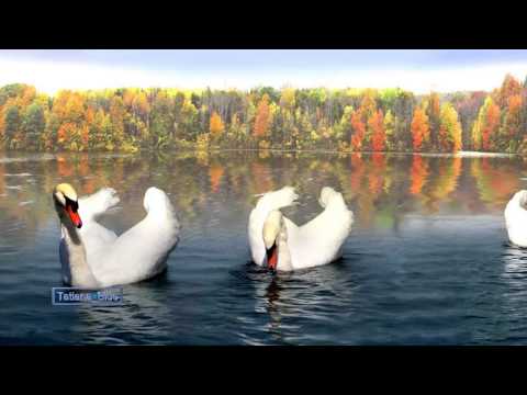 Giovanni Marradi - Autumn Leaves