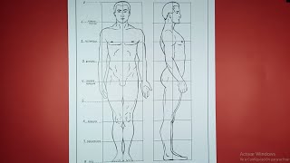 PROPORTIONS OF THE MALE HUMAN FIGURE