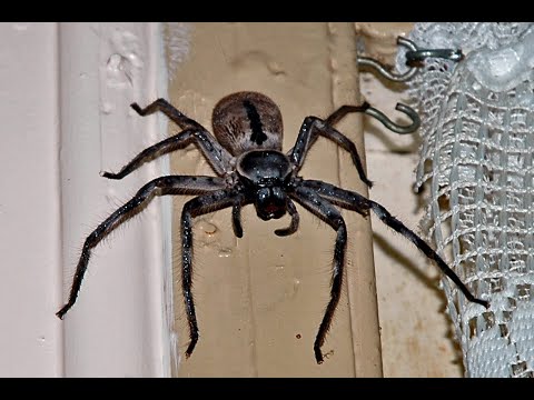 How to Identify the Australian Spiders Living in Your Home? - YouTube