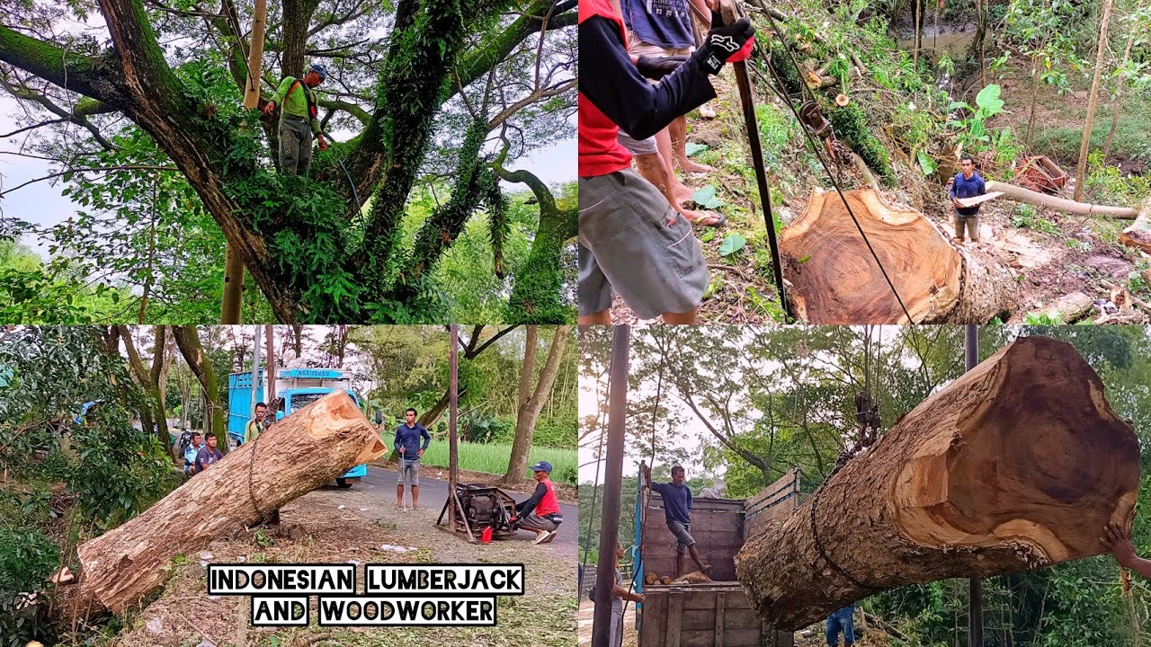 Danger work !! Cut down a tree on the edge of a ravine, then load it ...