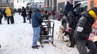 Mushers Prep their Dogs at Start of Iditarod 2025 #dalejay8901