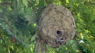 Bald faced hornet nest annihilated with delta dust