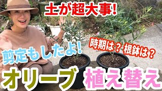【鉢植え】オリーブの植え替え 〜2年に1回はしましょう〜土選びが大切 / 剪定もします【ガーデニング】