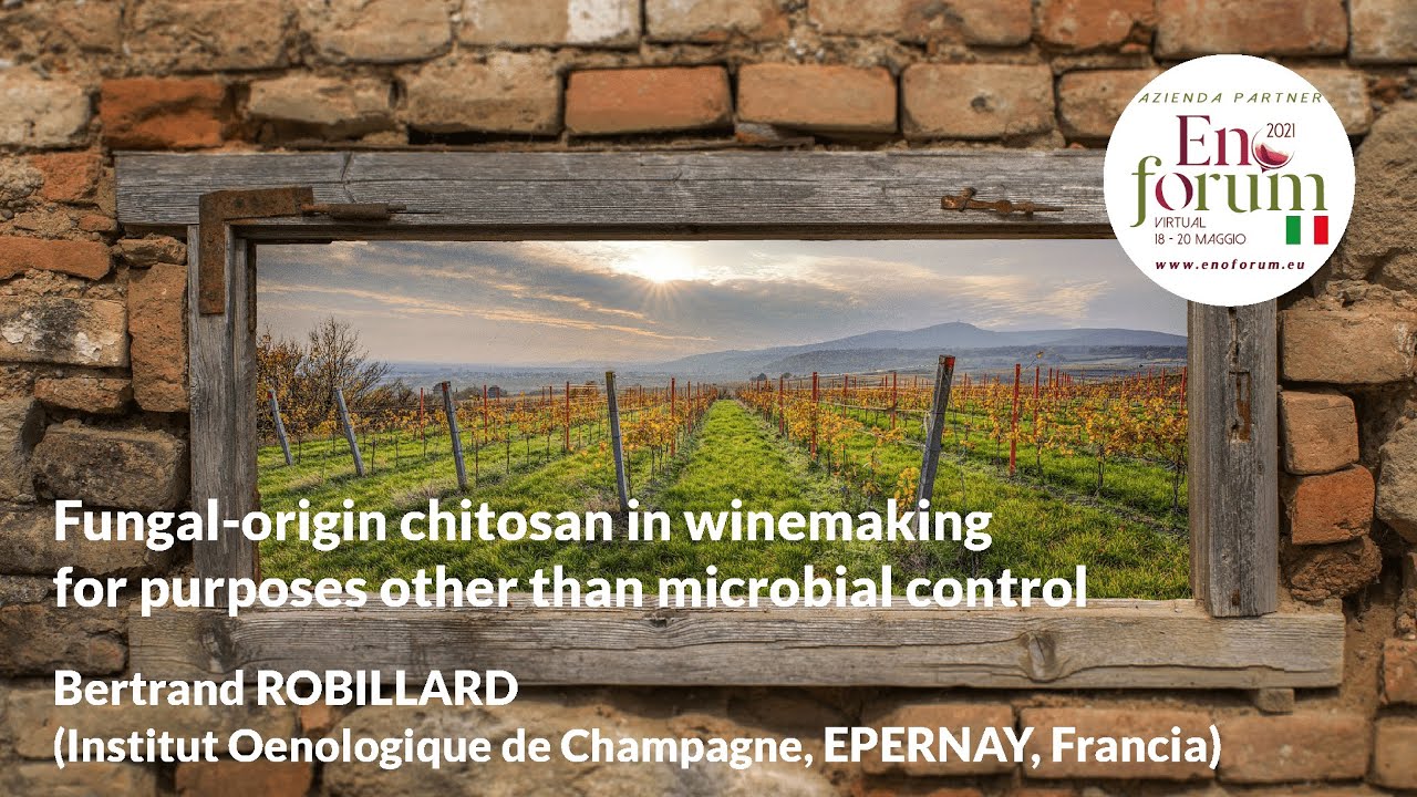Fungal-origin chitosan in winemaking for purposes other than microbial control