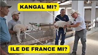 KANGAL MI? ILE DE FRANCE MI? KIYASLAMA YAPTIK!