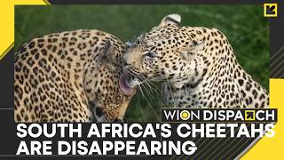 Wildlife Crisis: South Africa Has Just 119 Wild Cheetahs Remaining, New Census Finds | Wion Dispatch