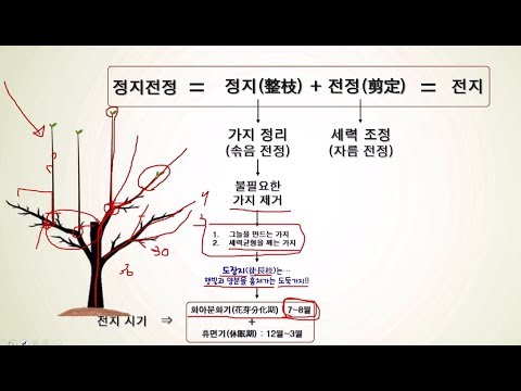 과수재배 기초 4편 - 전지(1)