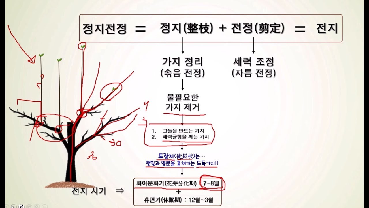 과수재배 기초 4편 - 전지(1)