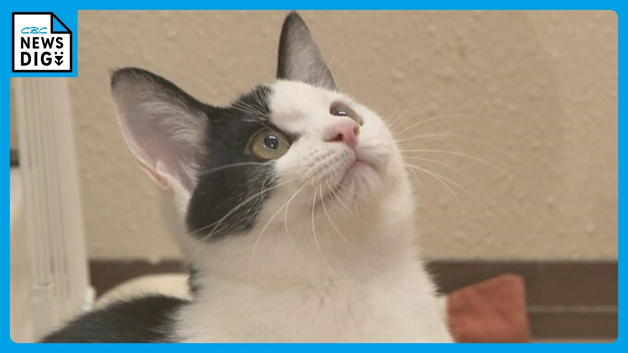 ネコの殺処分が年間750匹から25匹に激減　SNSで｢推しポイント｣を知った人が新たな家族に　名古屋市の取り組み