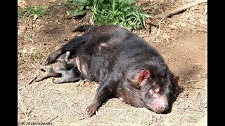 Tasmanian devil sleeps with its mum