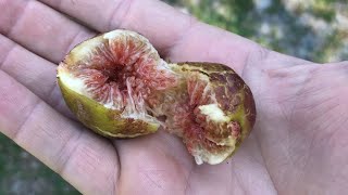 Salce Fig tree - A personal favorite from Molise, Italy