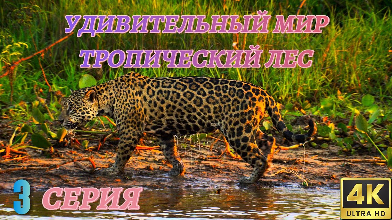 Удивительный Мир Дикой Природы. Тропический лес. Документальный Фильм 4K. 3 серия из 4