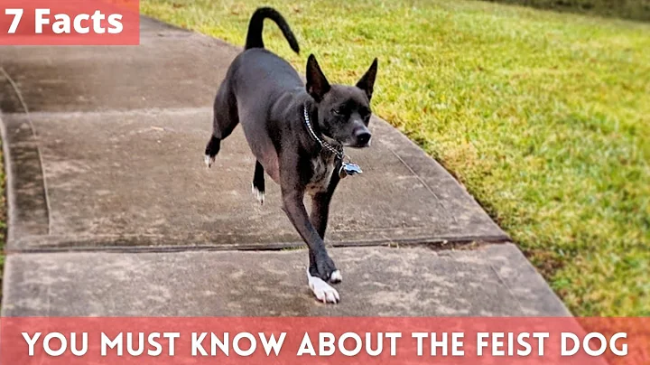 7 Facts you Must Know about the Feist Dog | Feist ...