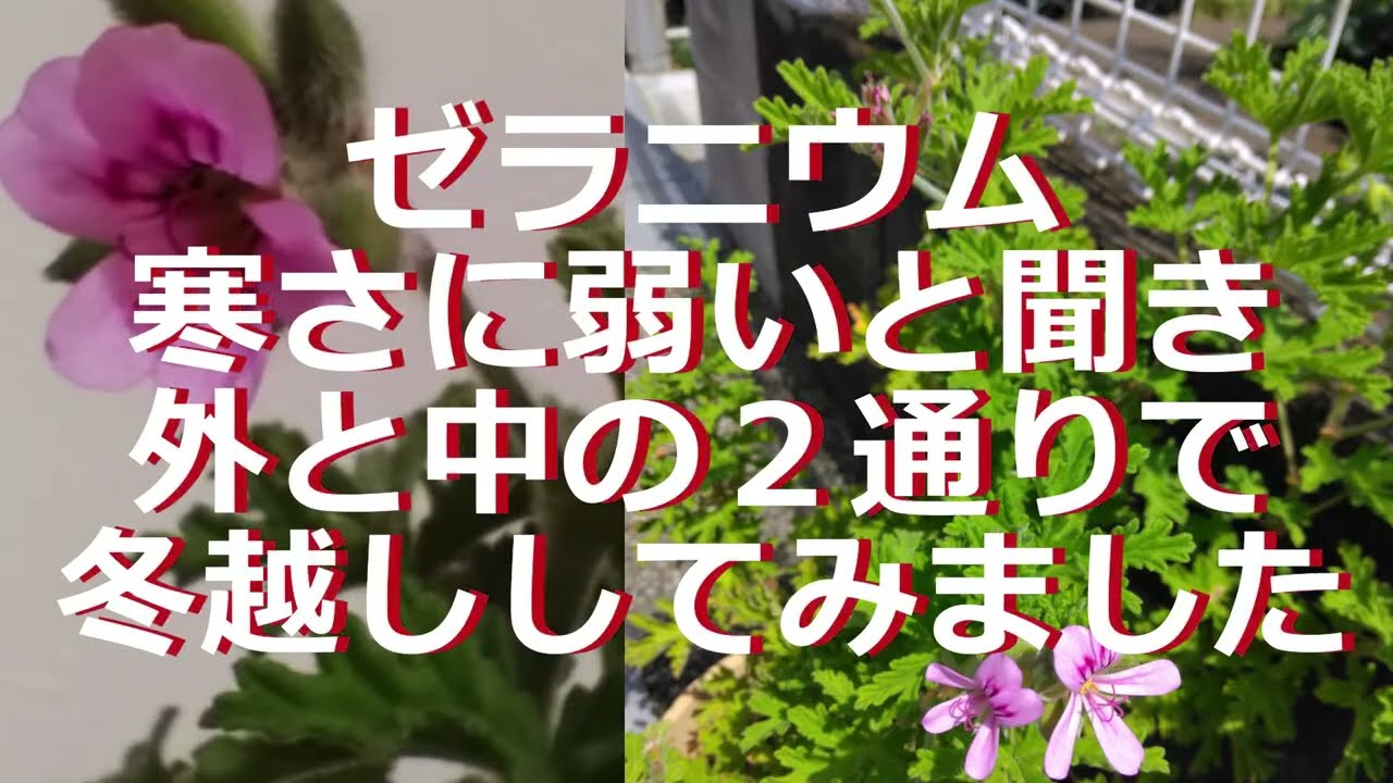 寒さに弱いハーブ外越冬チャレンジ（ローズゼラニウム） - YouTube