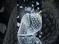 Insane Glass Fruit Destruction 💥🍇 | Ultra Satisfying