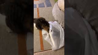 Кошка И Пакет #Shortvideo #Funnycats