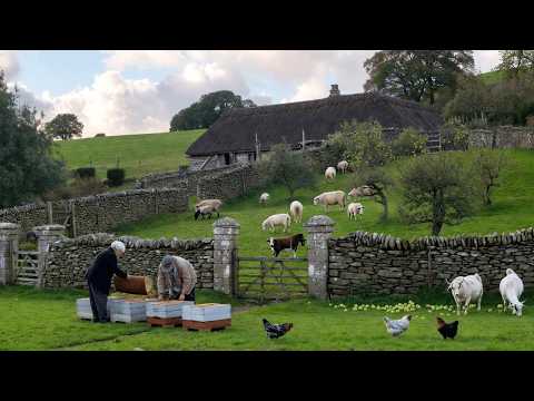 Peaceful Countryside Life | Harvesting Fresh Fruits & Raising Happy Animals.