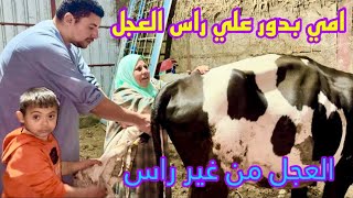 ولادة بقره متعسره 🐄🐄 ومش لقيين راس العجل (أصعب ولاده ممكن تشوفها )