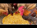 Comment lever des poulets en hiver  quoi nourrir les poulets en hiver  chicken farm
