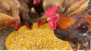 วิธีเลี้ยงไก่ในฤดูหนาว - วิธีเลี้ยงไก่ในฤดูหนาว - ฟาร์มไก่