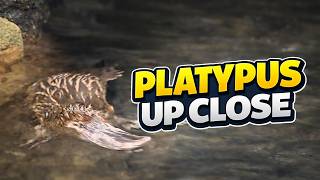 Platypus Swimming | Australia | Lone Pine Koala Sanctuary