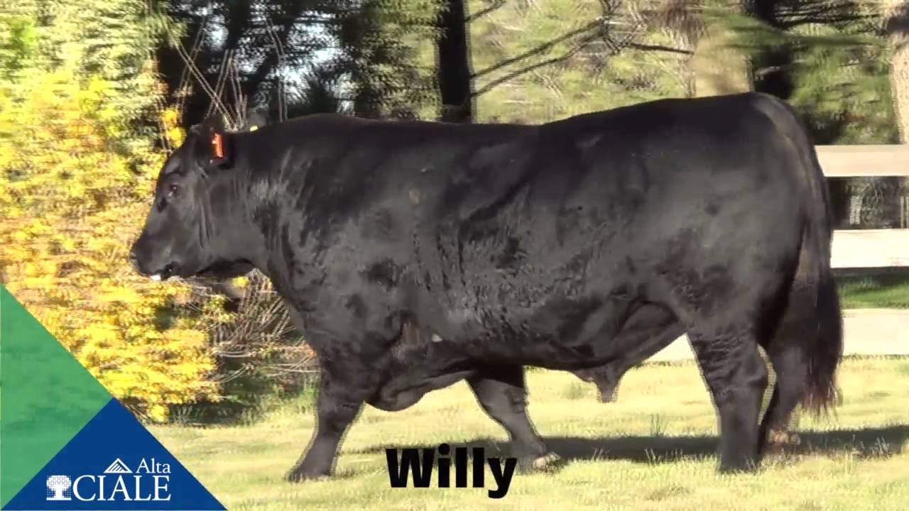 CIALE Alta Toro WILLY - Angus Negro alta mar รีวิว
