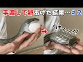 卵を食べるかわいいアオダイショウちゃん#2【蛇の捕食】⭕️Egg Eating Snake Swallowing an Egg#2🥚