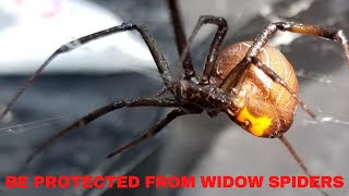 Be Protected From Widow Spiders Bugco Pest Control San Antonio